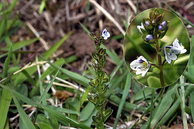 コテングクワガタ