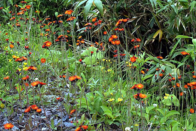 コウリンタンポポ