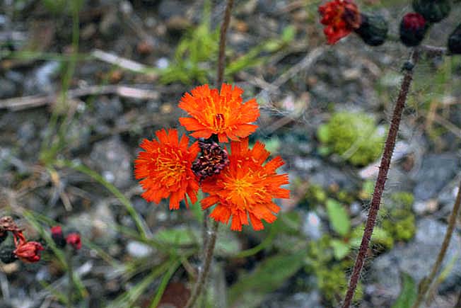 コウリンタンポポ