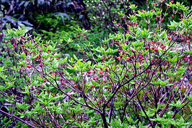 コヨウラクツツジ