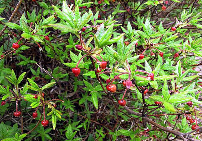 コヨウラクツツジ