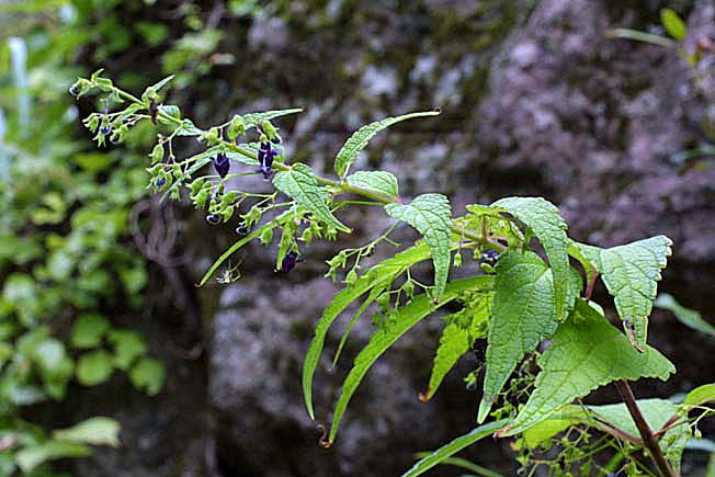 クロバナヒキオコシ