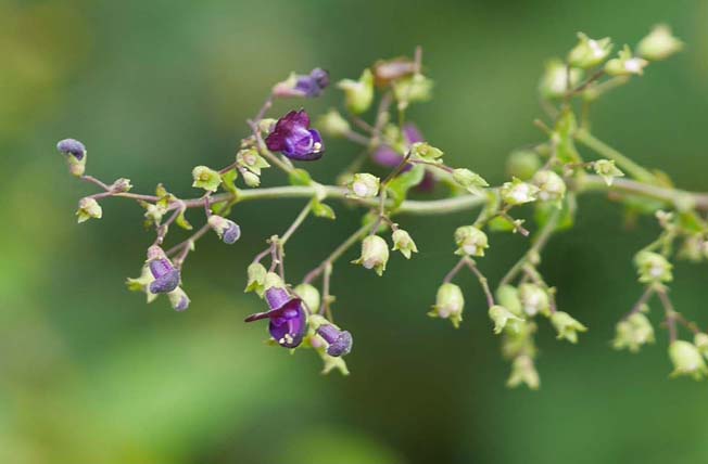 クロバナヒキオコシ