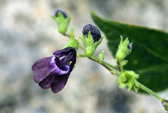 クロバナヒキオコシ