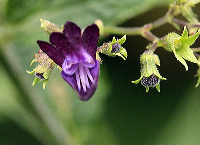 クロバナヒキオコシ