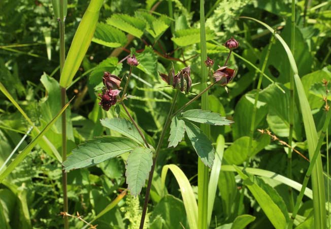 クロバナロウゲ