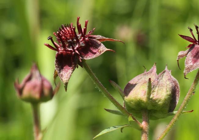 クロバナロウゲ