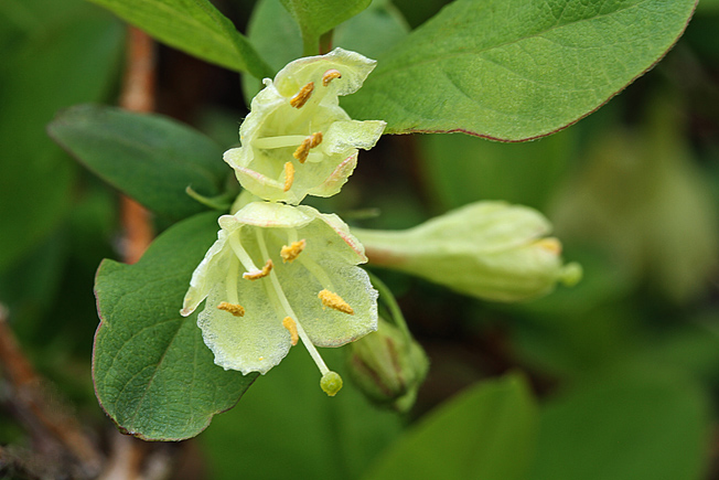 クロミノウグイスカグラ