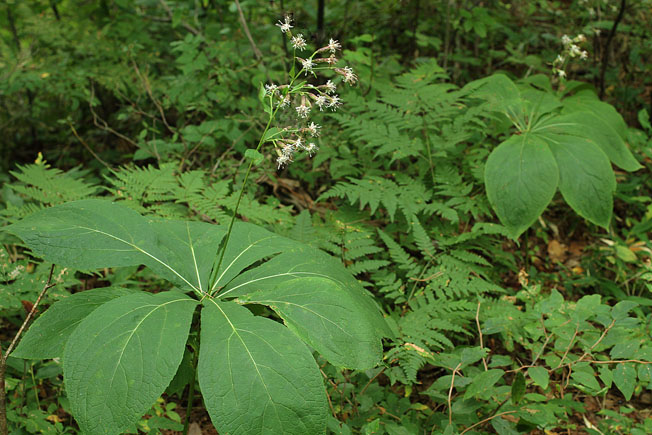 クルマバハグマ