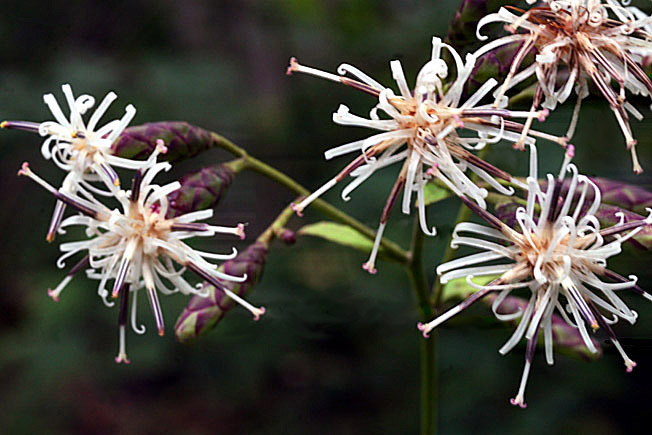 クルマバハグマ