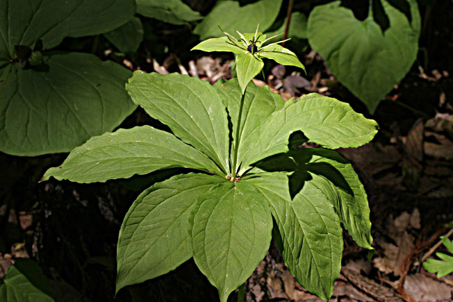 クルマバツクバネソウ