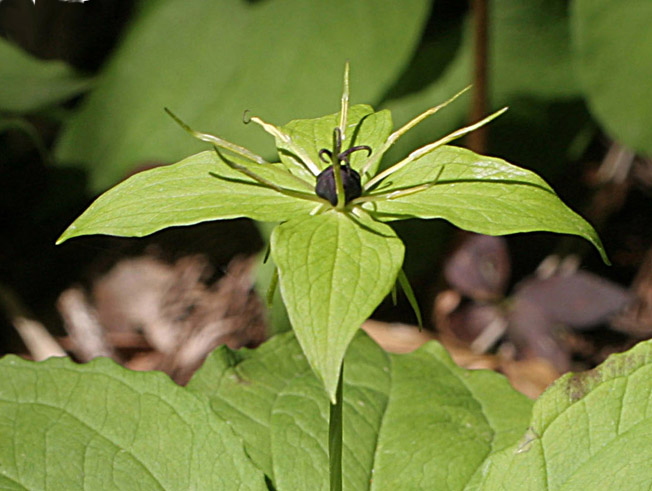 クルマバツクバネソウ