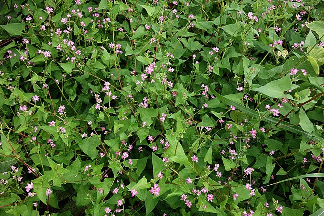 ママコノシリヌグイ