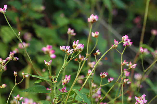 ママコノシリヌグイ