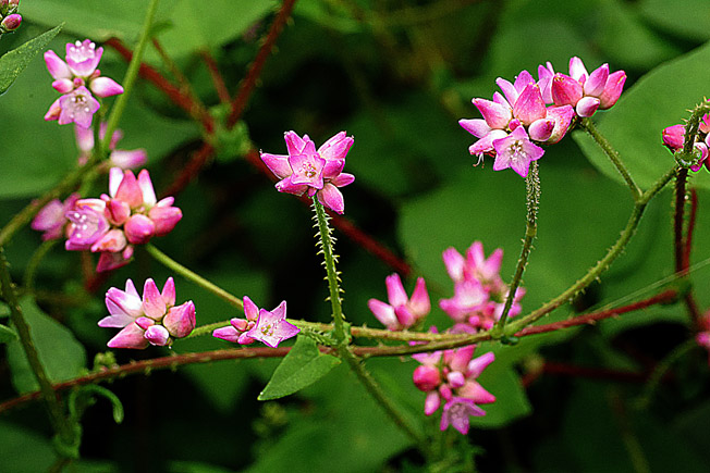 ママコノシリヌグイ