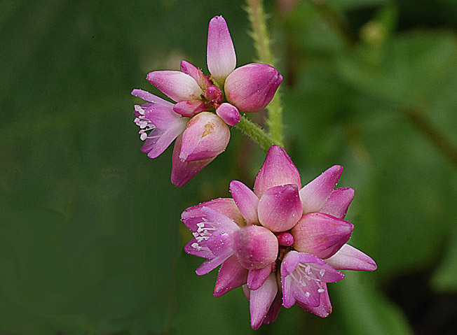 ママコノシリヌグイ