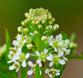 マメグンバイナズナ