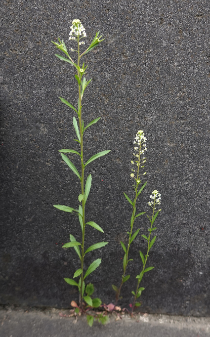 マメグンバイナズナ