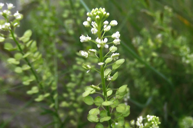 マメグンバイナズナ