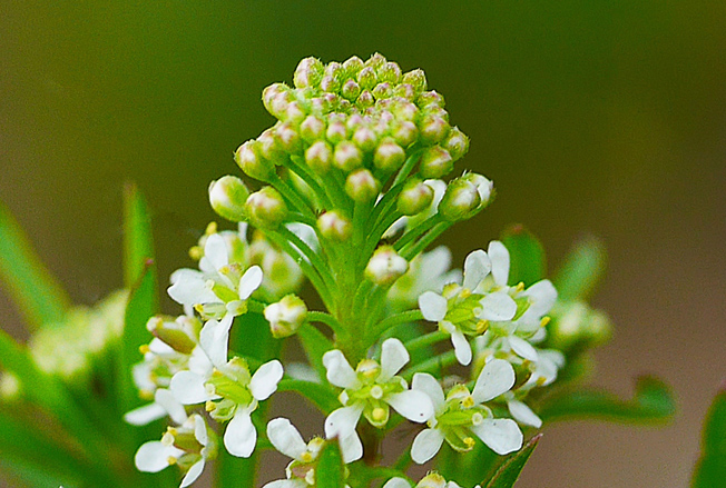 マメグンバイナズナ