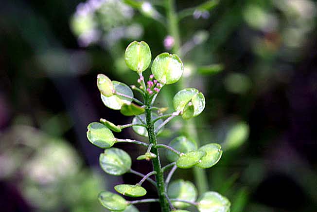 マメグンバイナズナ