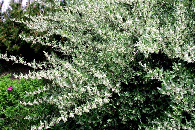 マルバアキグミ