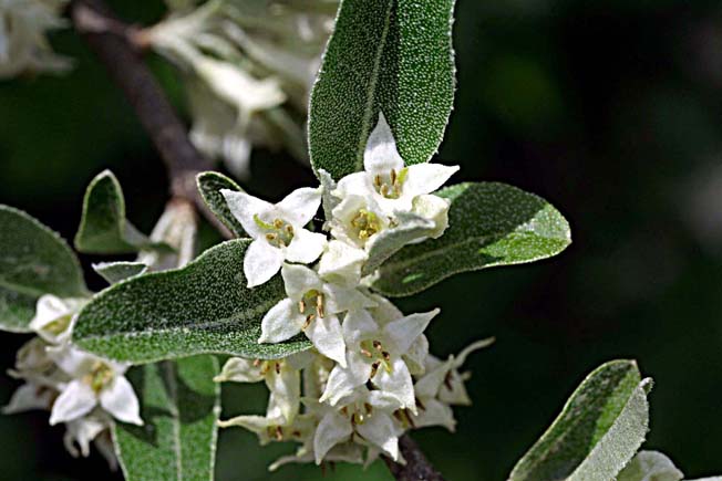 マルバアキグミ