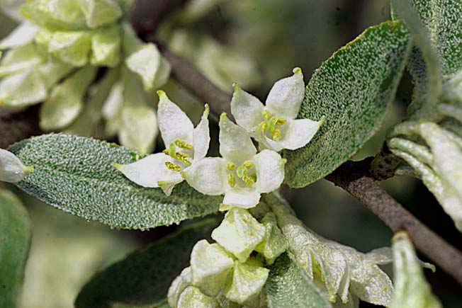 マルバアキグミ