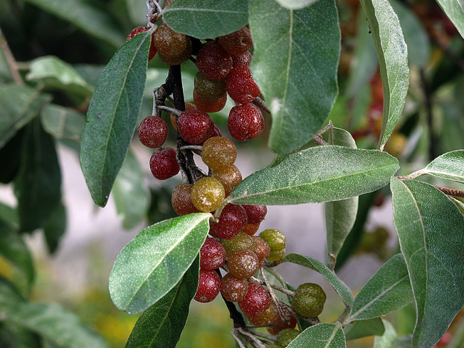 マルバアキグミ