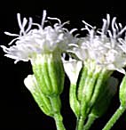 マルバフジバカマ