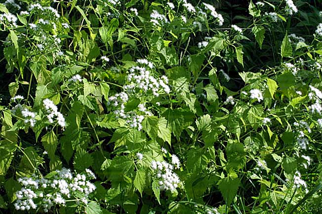 マルバフジバカマ