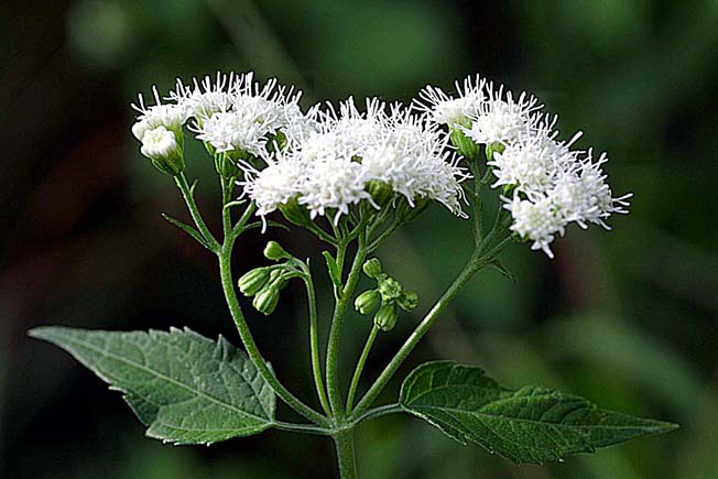 マルバフジバカマ