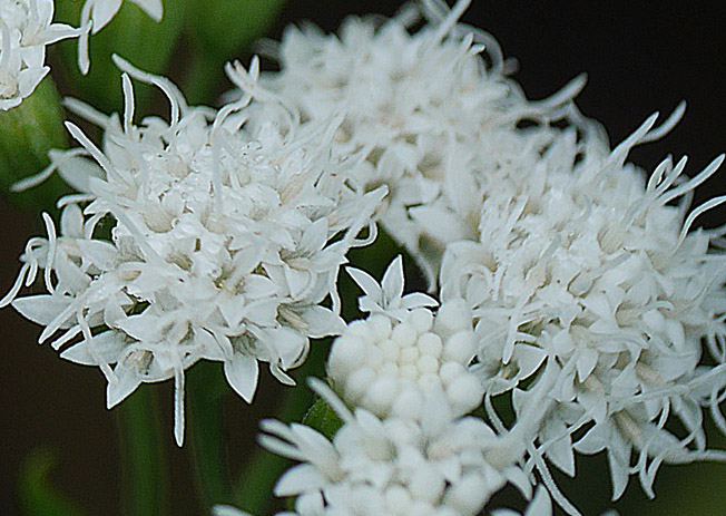 マルバフジバカマ