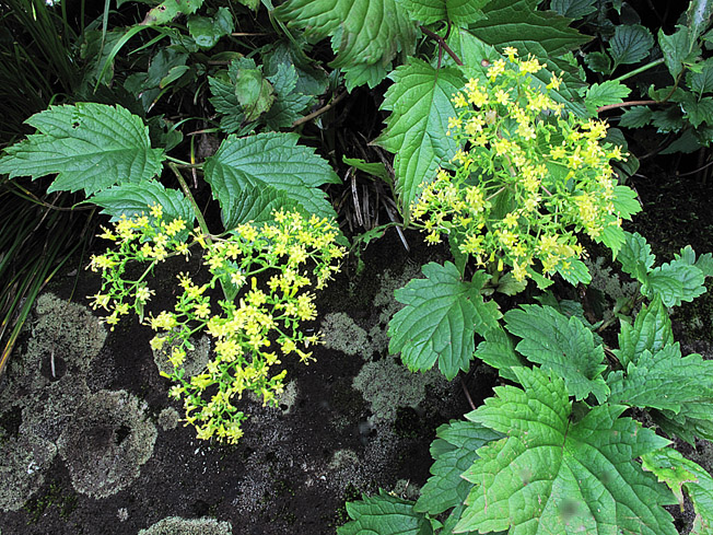 マルバキンレイカ