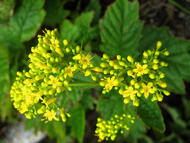マルバキンレイカ