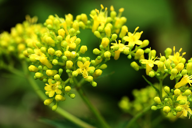 マルバキンレイカ