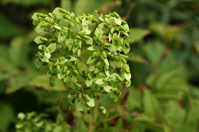 マルバキンレイカ