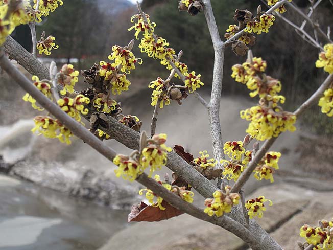 マルバマンサク