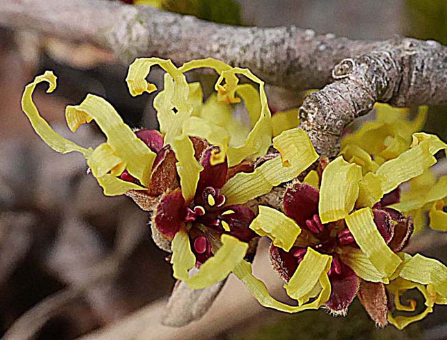 マルバマンサク