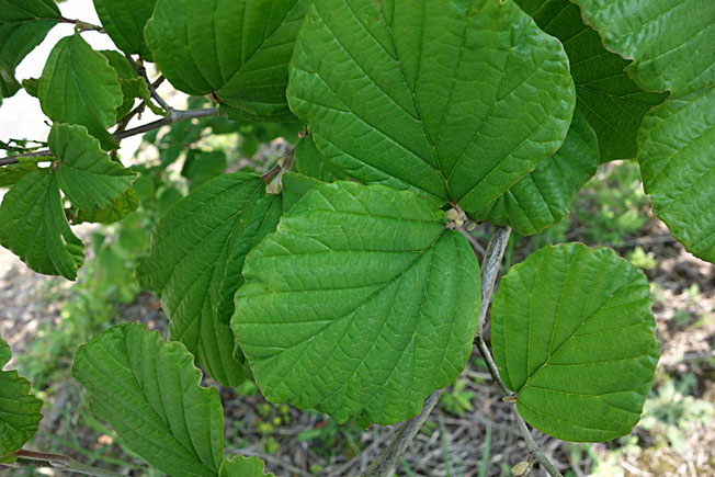 マルバマンサク