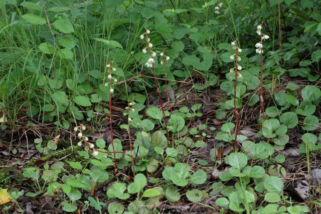 マルバノイチヤクソウ