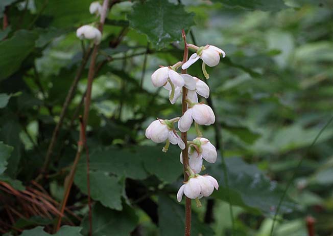 マルバノイチヤクソウ