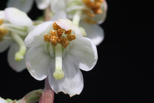 マルバノイチヤクソウ