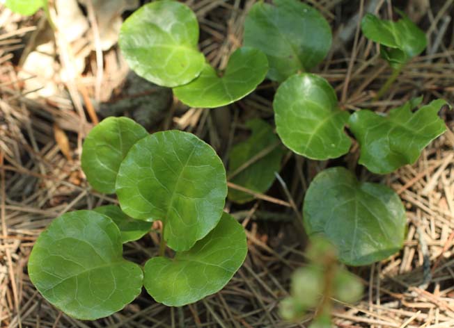 マルバノイチヤクソウ