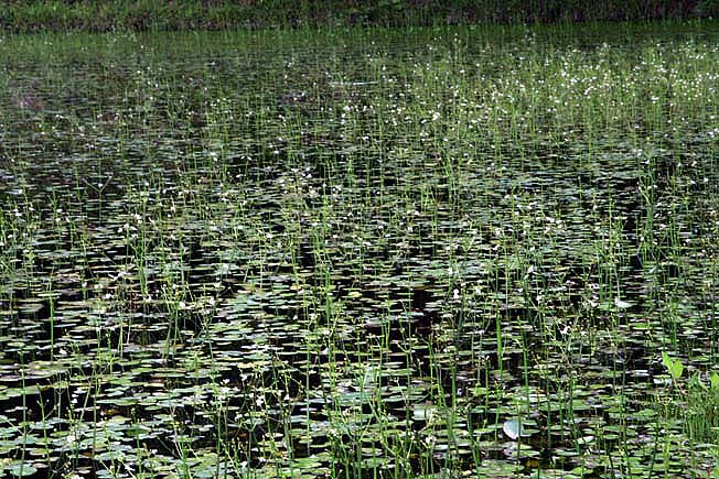 マルバオモダカ