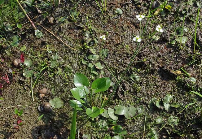 マルバオモダカ