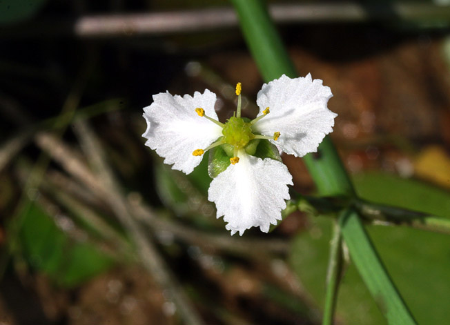 マルバオモダカ