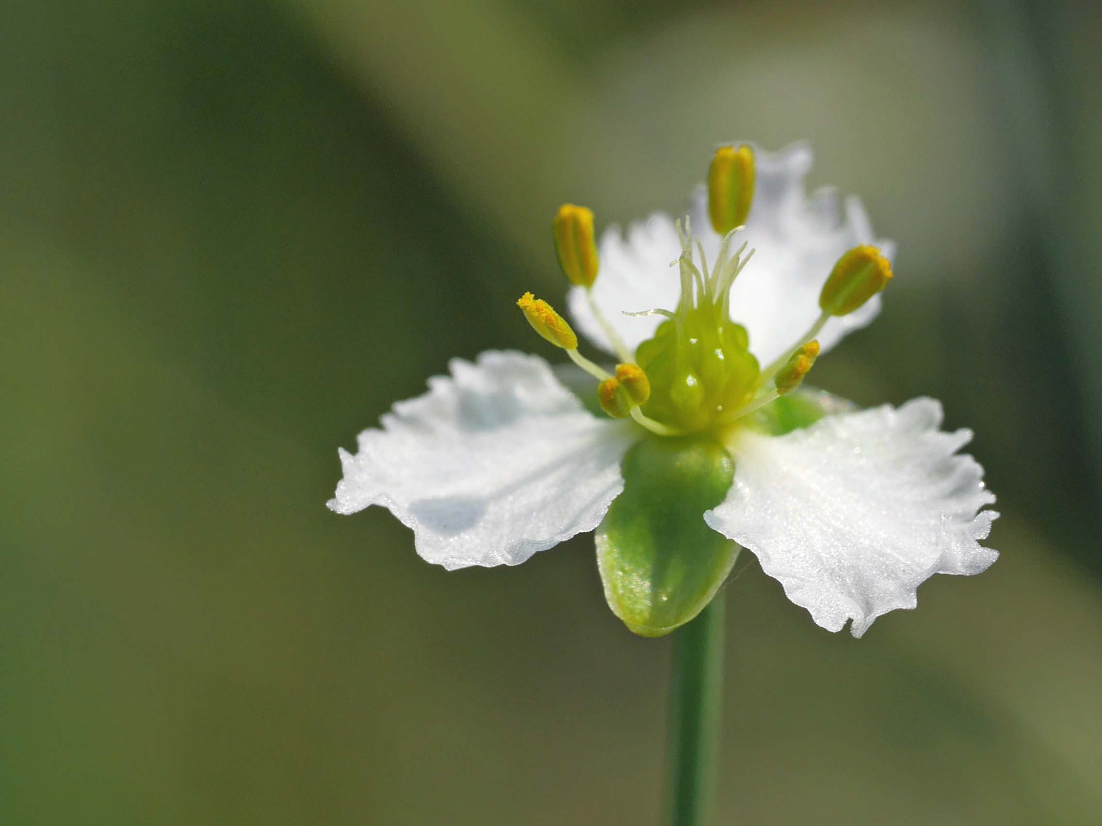 マルバオモダカ