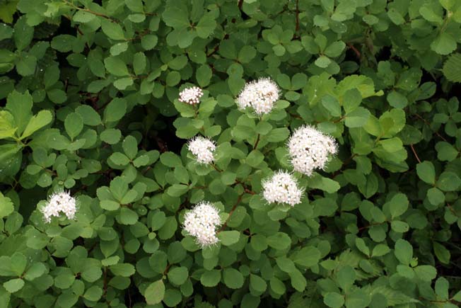 マルバシモツケ