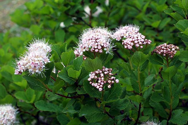 マルバシモツケ